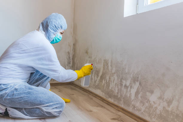 Licensed Basement Mold Remediation service in Jackson, MI - WQB Mold Removal