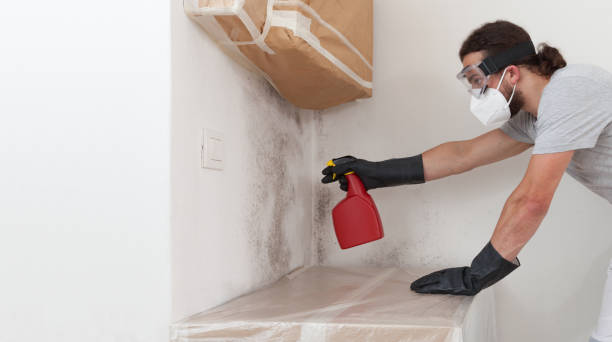 Professional Basement Mold Remediation technician working in Jackson, MI