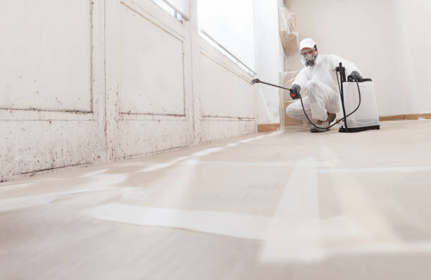 24/7 Emergency Basement Mold Remediation experts in Jackson, MI