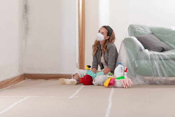Reliable Basement Mold Remediation contractor in Jackson, MI by WQB Mold Removal