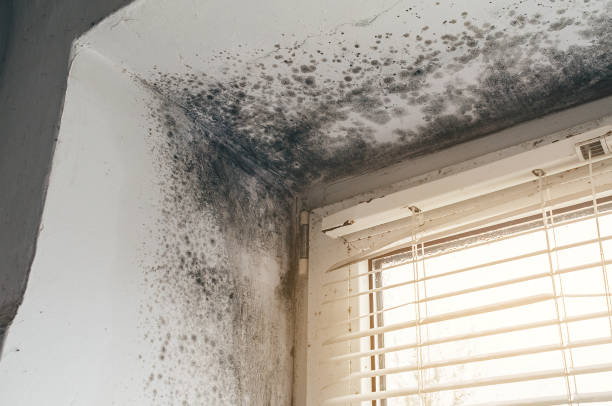 Affordable Basement Mold Remediation solutions in Jackson, MI