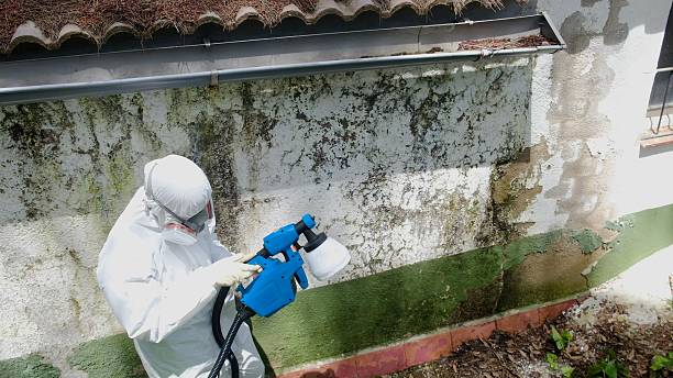 Top rated local Basement Mold Remediation specialists in Jackson, MI
